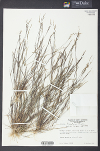 Aristida dichotoma image