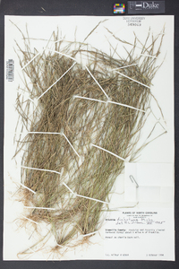 Aristida dichotoma image