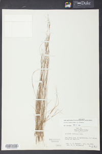 Aristida dichotoma image