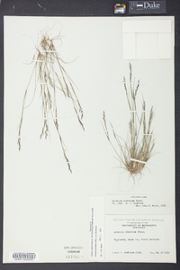 Aristida dichotoma image