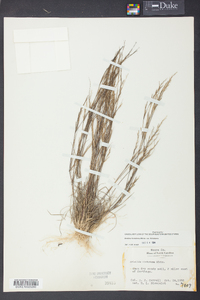 Aristida dichotoma image