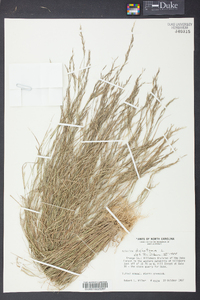 Aristida dichotoma image