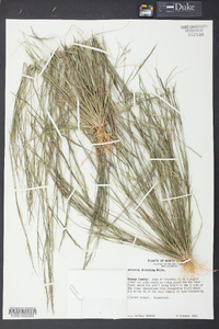 Aristida dichotoma image