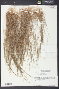 Aristida dichotoma image