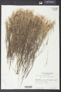 Aristida dichotoma image