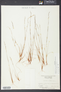 Aristida dichotoma image