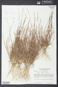 Aristida dichotoma image