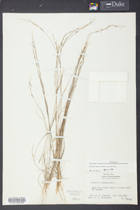 Aristida dichotoma image