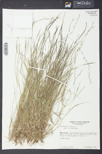 Aristida dichotoma image