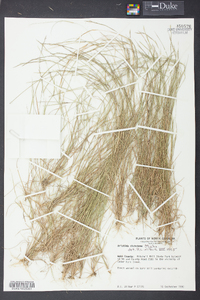 Aristida dichotoma image