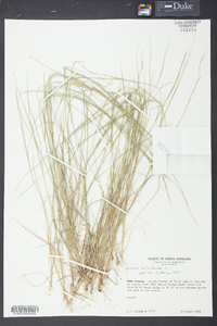 Aristida dichotoma image