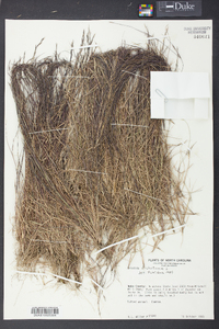 Aristida dichotoma image