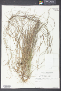 Aristida longespica image