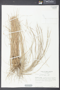 Aristida longespica image