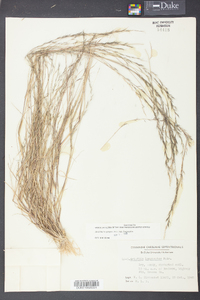 Aristida longespica image