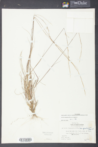 Aristida longespica image