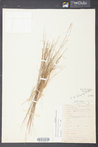 Aristida longespica image