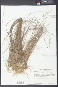 Aristida longespica image