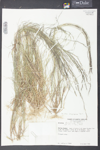 Aristida longespica image