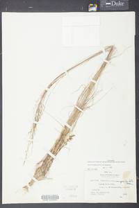 Aristida longespica image