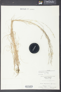 Aristida longespica image