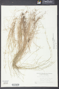 Aristida longespica image