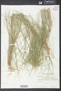 Aristida oligantha image