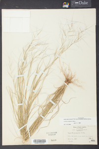 Aristida oligantha image