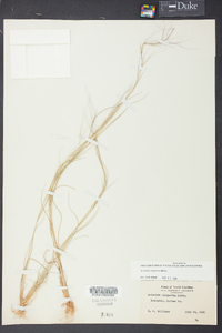 Aristida oligantha image