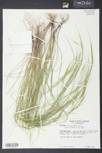 Aristida oligantha image