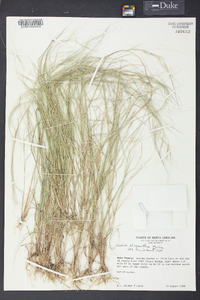 Aristida oligantha image