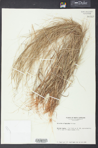 Aristida oligantha image