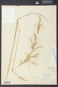 Aristida palustris image