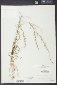 Aristida purpurascens image