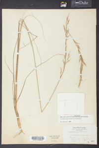 Aristida purpurascens image