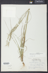 Aristida purpurascens image