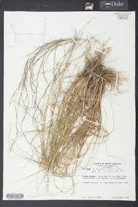 Aristida purpurascens image