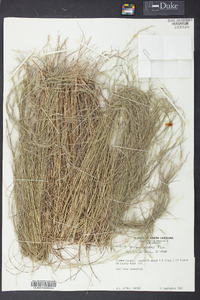 Aristida purpurascens image