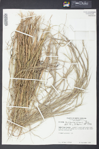 Aristida purpurascens image