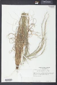 Aristida purpurascens image