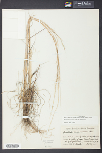 Aristida purpurascens image