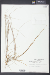 Aristida purpurascens image