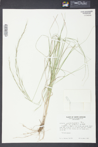 Aristida purpurascens image