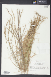 Aristida purpurascens image