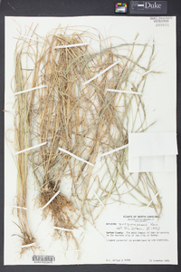 Aristida purpurascens image