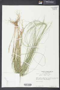 Aristida purpurascens image