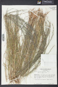 Aristida purpurascens image