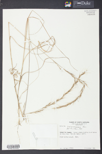 Aristida purpurascens image