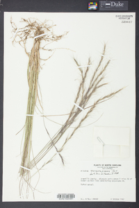 Aristida purpurascens image