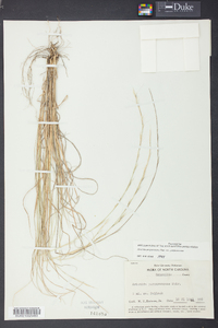 Aristida purpurascens image